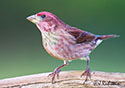 Carpodacus purpureus